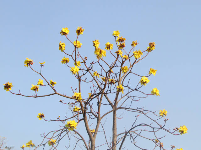 Cocolospermum religiosa plant