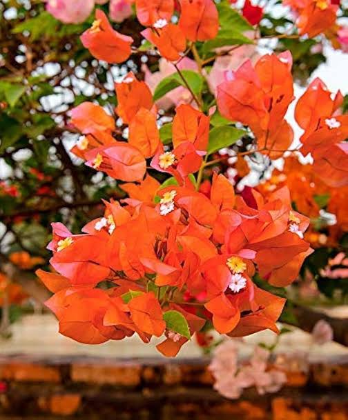 Bougainvillea Plant Orange flower