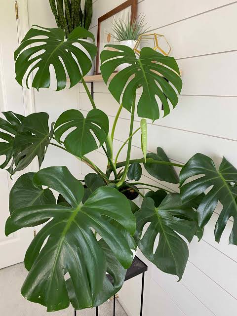 Monstera deliciosa plant| Indoor plants