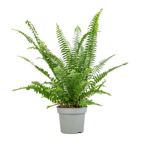 Boston fern