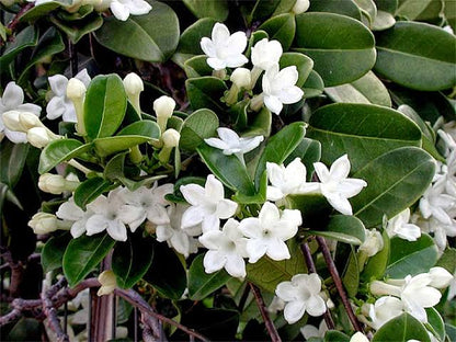 Madagascar jasmine plant /Rare jasmine plant