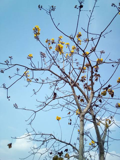 Cocolospermum religiosa plant