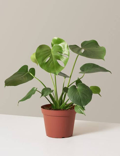 Monstera deliciosa plant| Indoor plants