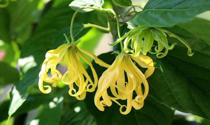 Ylang ylang plant/ Perfume plant