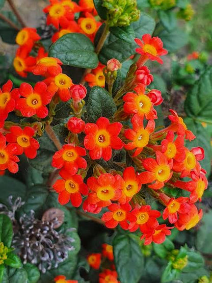 Rondeletia Odorata Shrub Plant