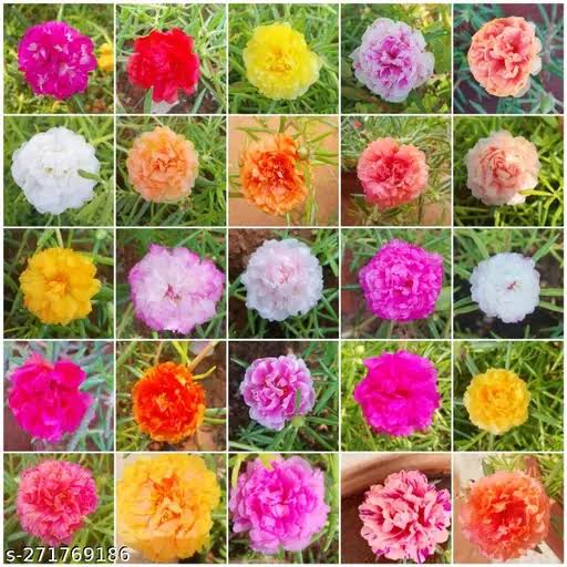 table rose plant Table rose 100 cutting (Portulaca) – ASHIYANA STORE