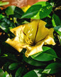 Solandra plant