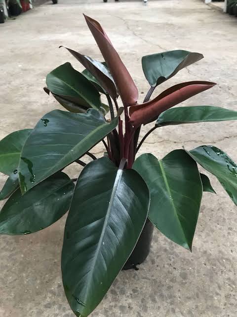 Red Congo - Philodendron plant| Indoor plants