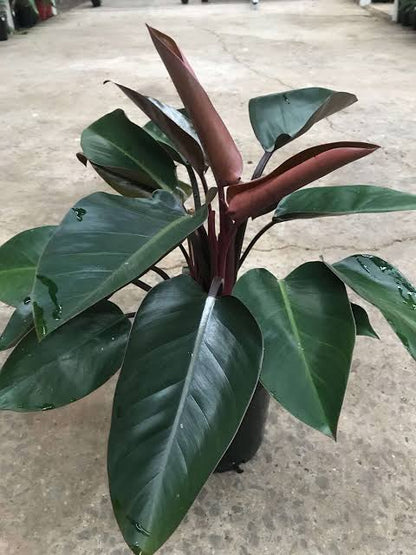 Red Congo - Philodendron plant| Indoor plants