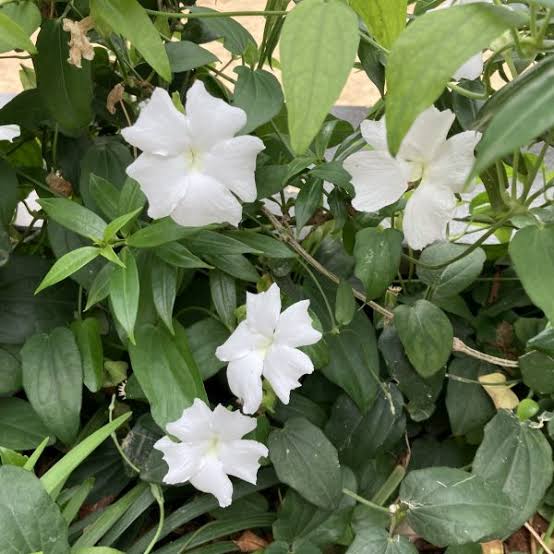 Thunbergia Fragrance plant