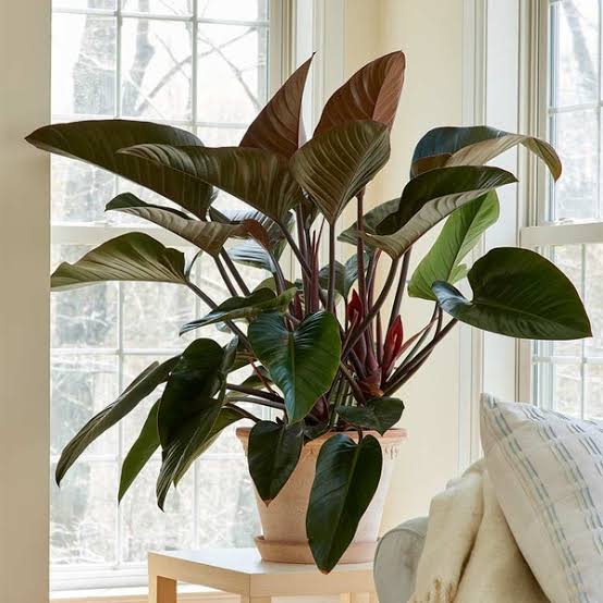 Red Congo - Philodendron plant| Indoor plants