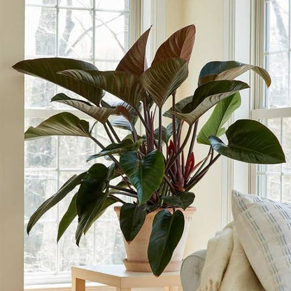 Red Congo - Philodendron plant| Indoor plants