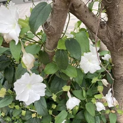 Thunbergia Fragrance plant