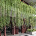Ashiyana Curtain creeper vine Premium Vine