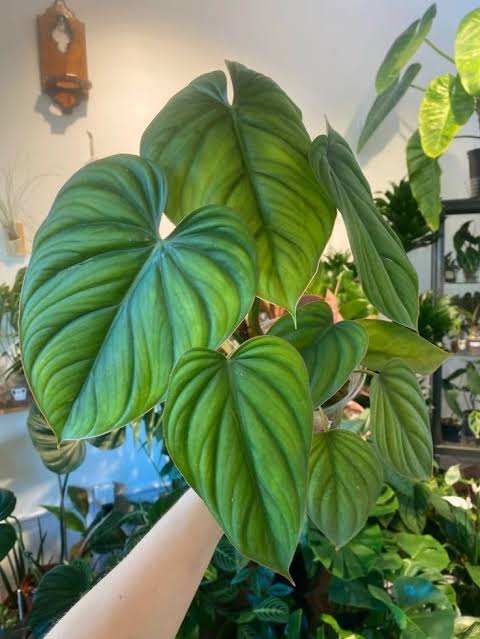 Philodendron Colombia SP Plant| Indoor plants