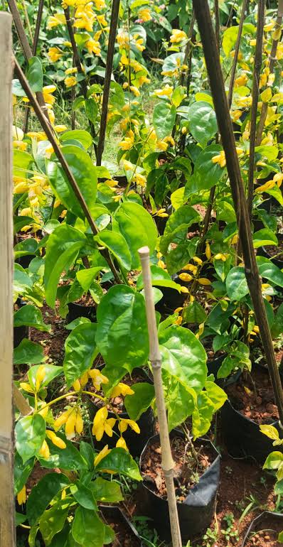 Golden Cascade Vine - Healthy Live Outdoor Plant | Ashiyana Store