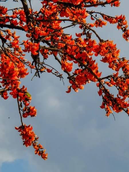 Orange Palash plant / Butea Monosperma