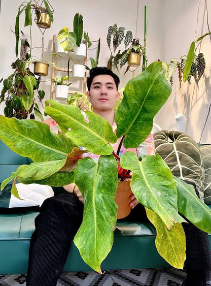 orange marmalade philodendron care Philodendron Orange marmalade plant| Indoor plants – ASHIYANA STORE