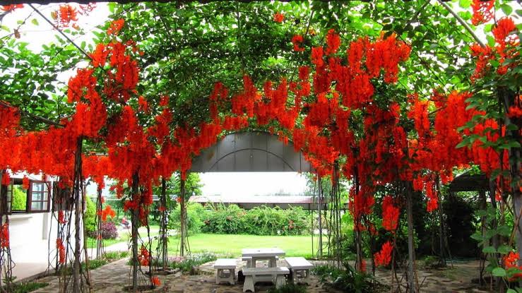 Red Jade vine| Creeper Vines Jade Vine | Red flowers Vine| Red Jade vine price 