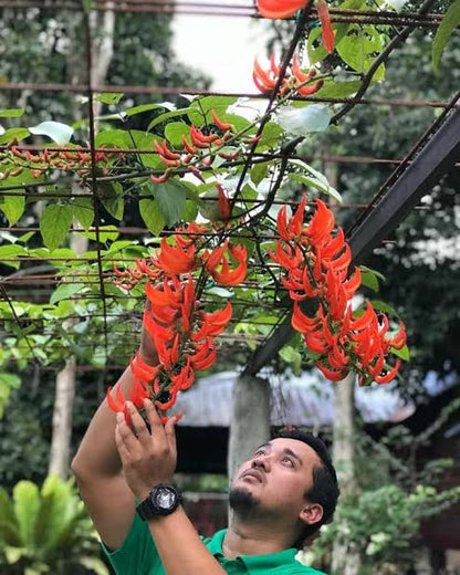 Red Jade Vine (Mucuna Bennettii) Layered Live Plant