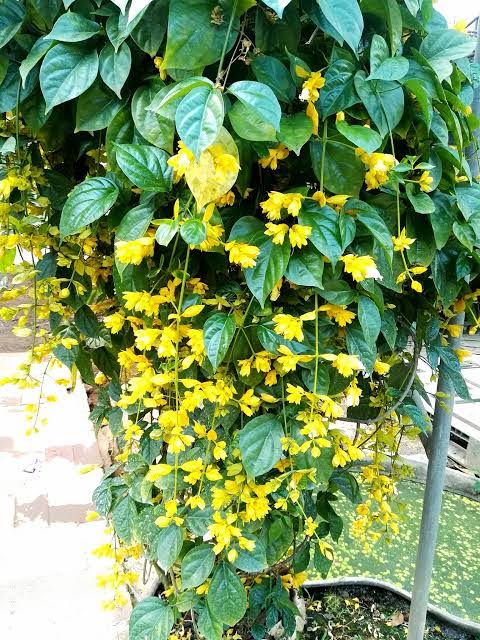 Golden Cascade Vine - Healthy Live Outdoor Plant | Ashiyana Store