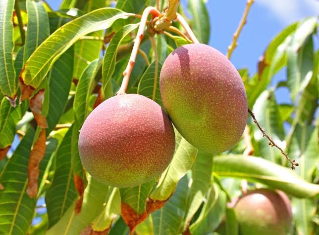 Colombian mango fruit plant