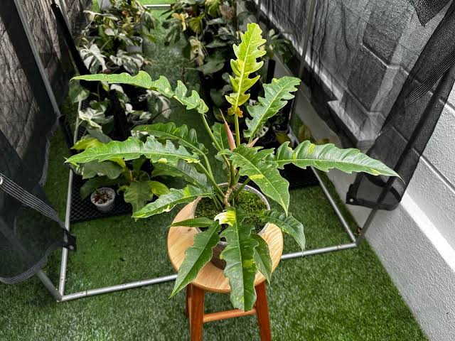 Ring of fire Veriegated plant| Indoor plants| Rare plant