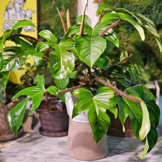 Philodendron Squamiferum plant| Indoor plants