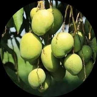 Choclate varikka mango fruit plant