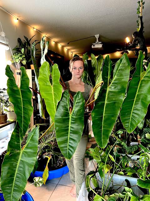 Billitae philodendron plant| Indoor plants