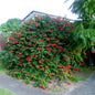 Flaming Glory Vine - Healthy Live Outdoor Plant | Ashiyana Store