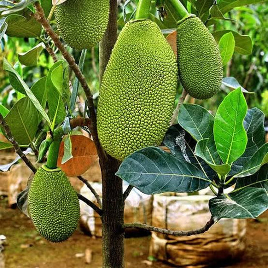 Vietnam Super Early Jackfruit Plant