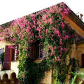 Mexican Coral Vine | Pink Flowering Climber for Walls | Antigonon leptopus