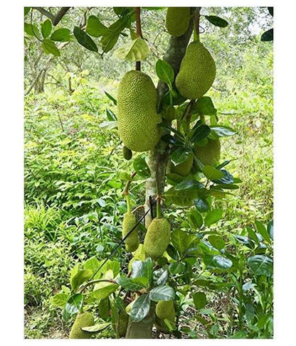 Vietnam Super Early Jackfruit Plant