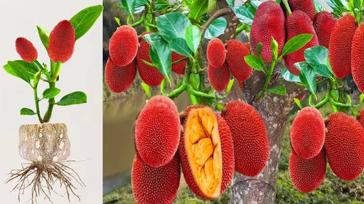 Red jack fruit plant – ASHIYANA STORE