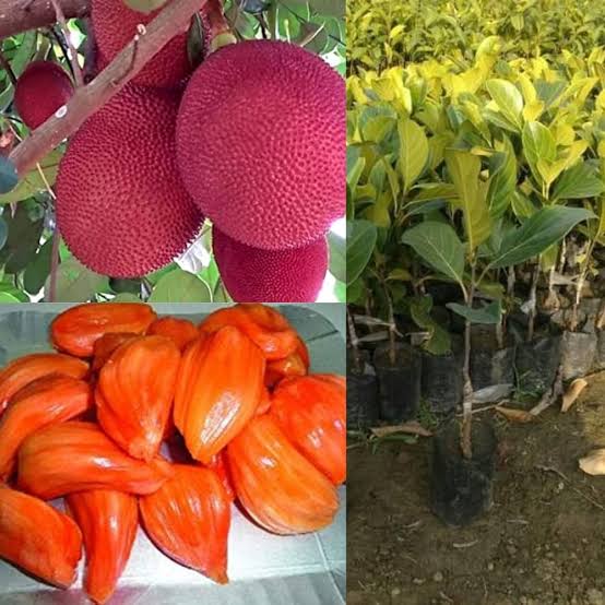 Red jack fruit plant