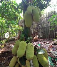 Gumless jack fruit plant