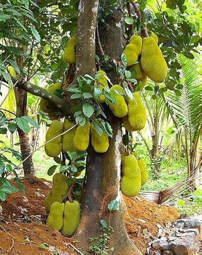 Gumless jack fruit plant