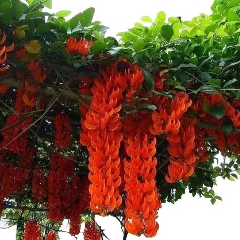 Red jade Vine Rare( creeper, Climber and Bel)