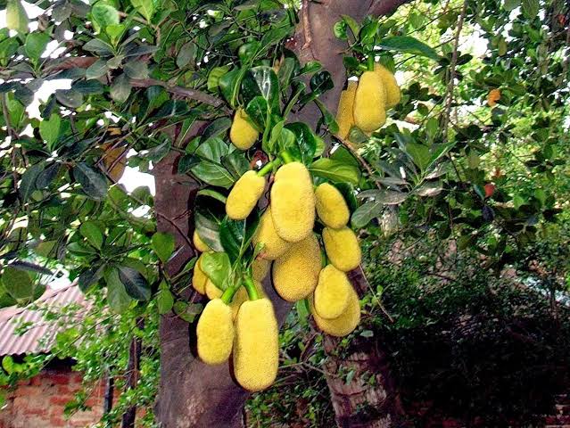 chocolate varikka jackfruit plant