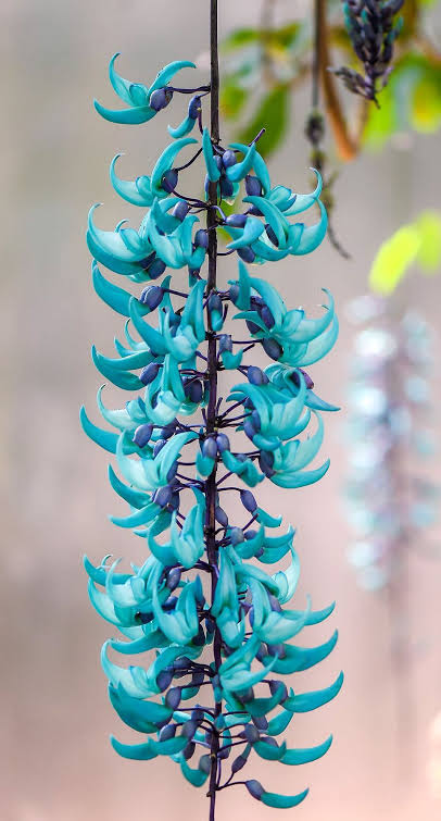 Blue jade Vine