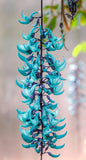 Blue jade Vine Creeper plant (Neel Kamal Bel)