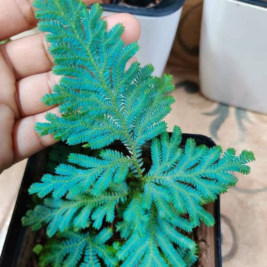 Peacock fern | Blue Fern | Peacock Moss Fern | Selaginella Willdenowii