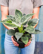 Birkin Plant| Indoor plants