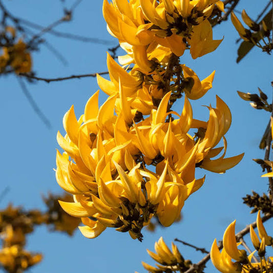 Palash plant / Butea Monosperma - yellow