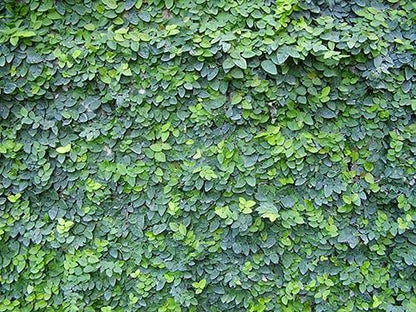 Chipkali Bel Climber & Creeper plant | Ficus Repens | Creeping Fig