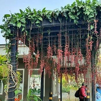 Thunbergia Coccinea vine Creeper