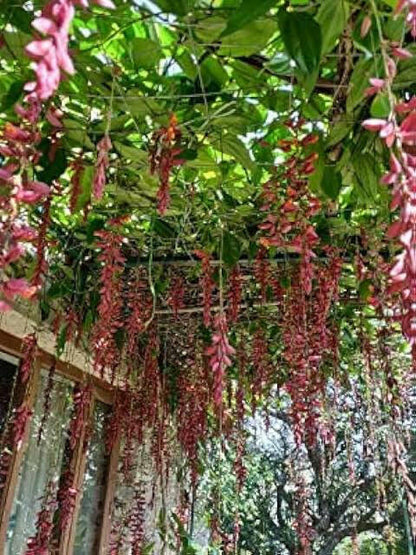 Thunbergia Coccinea vine Creeper