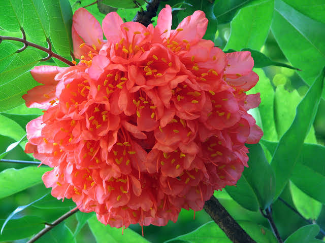 Brownea flowering tree