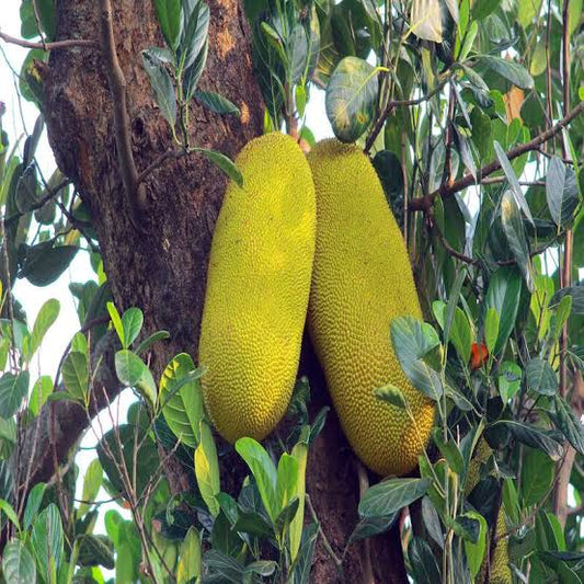 mutton varikka Jack fruit plant